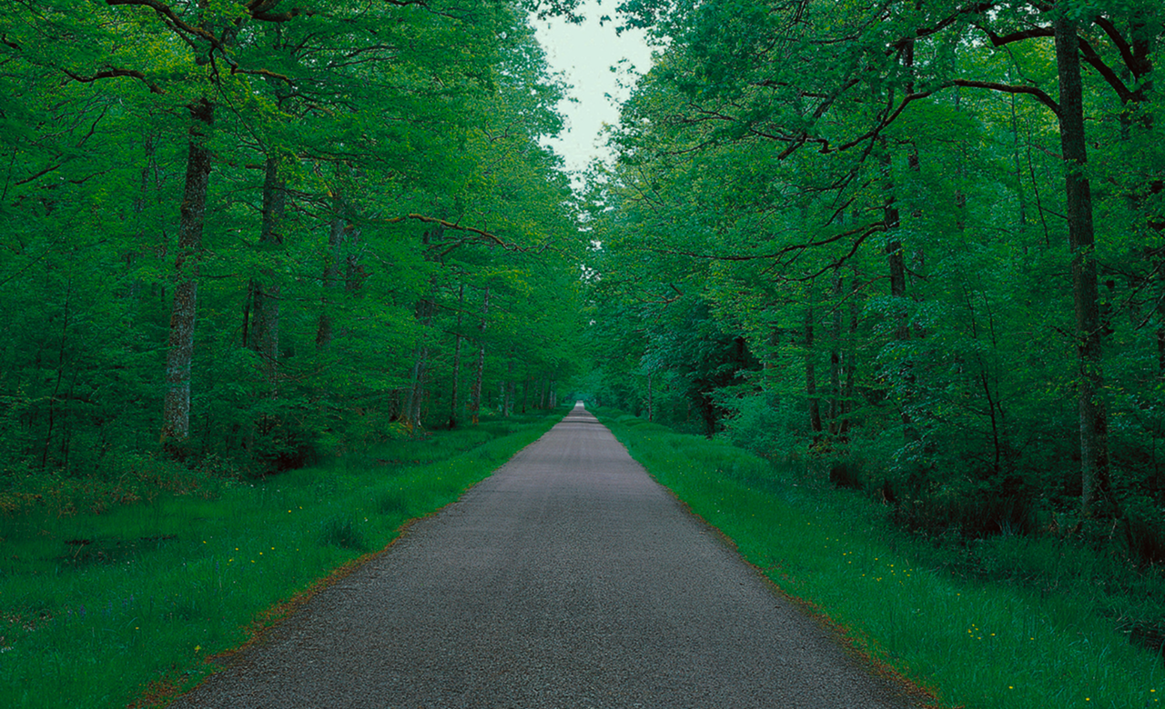 FIELD Botanical Oasis Forest